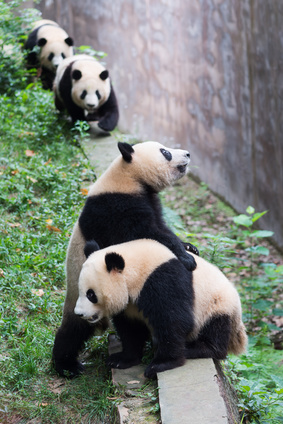 Foto Pandas